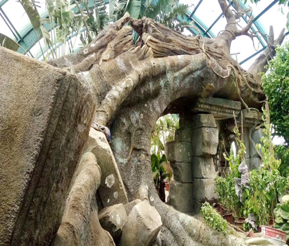 TCP仿樹.jpg TCP仿樹.jpg